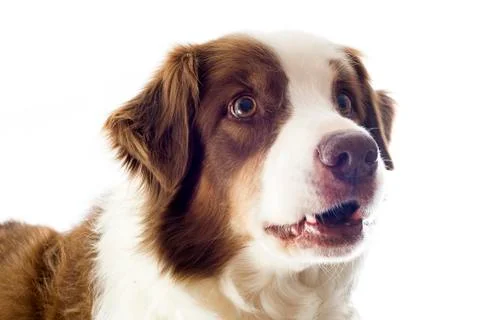 Australian shepherd Stock Photos