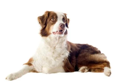 Australian shepherd Stock Photos