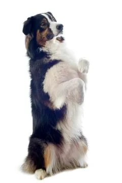 Australian shepherd Stock Photos