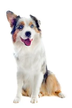 Australian shepherd Stock Photos