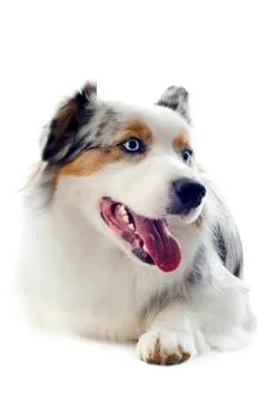 Australian shepherd Stock Photos