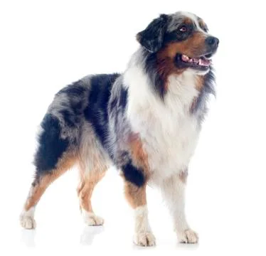 Australian shepherd Foto stock