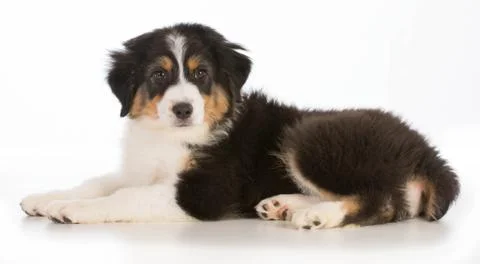 Australian shepherd Stock Photos