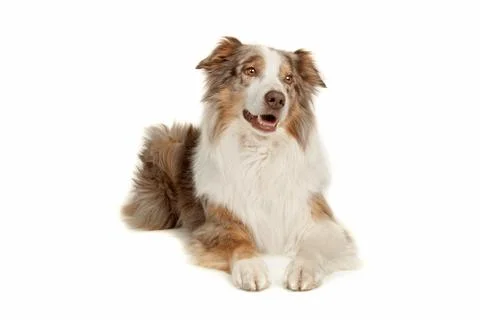 Australian Shepherd Stock Photos