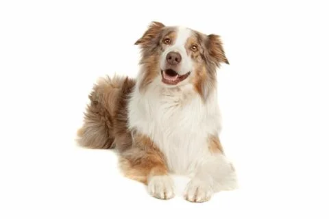 Australian Shepherd Stock Photos