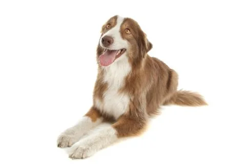 Australian Shepherd Stock Photos