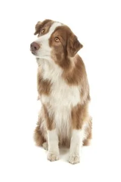 Australian Shepherd Stock Photos