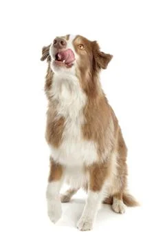Australian Shepherd Stock Photos