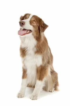 Australian Shepherd Stock Photos