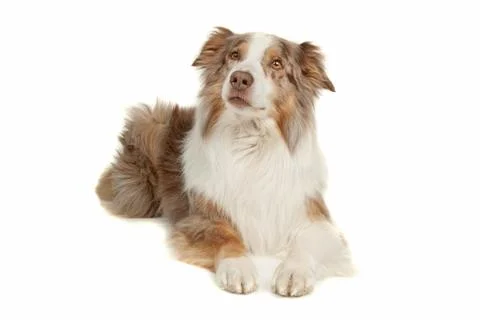 Australian Shepherd Stock Photos