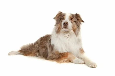 Australian Shepherd Stock Photos
