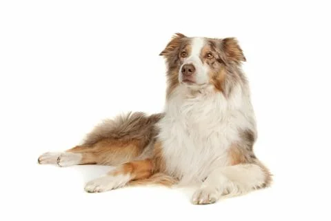 Australian Shepherd Stock Photos