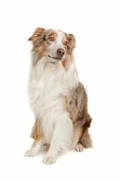 Australian Shepherd Stock Photos
