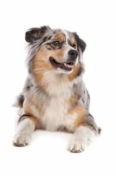 Australian Shepherd Stock Photos