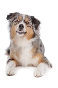 Australian Shepherd Stock Photos