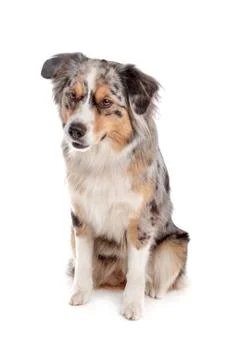 Australian Shepherd Stock Photos