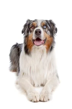 Australian Shepherd Foto stock