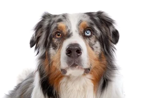 Australian Shepherd Stock Photos