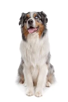Australian Shepherd Foto stock