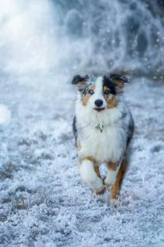 Australian Shepherd Foto stock