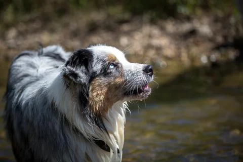 Australian Shepherd Stock Photos
