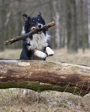 Australian shepherd Stock Photos