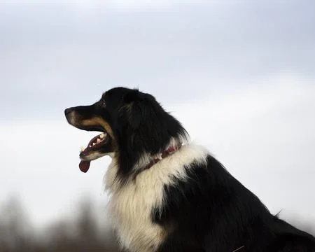 Australian shepherd Stock Photos