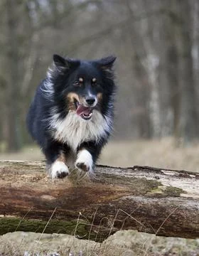 Australian shepherd Stock Photos