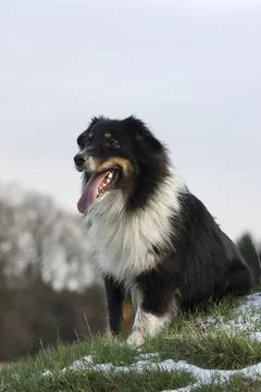 Australian shepherd Foto stock