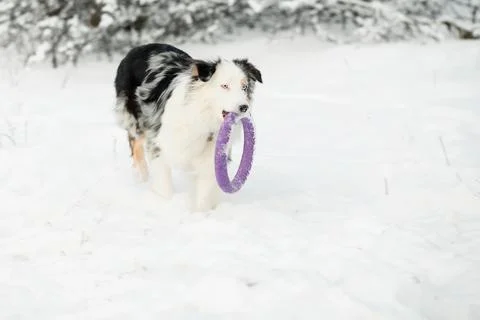 Australian shepherd playing with puller. winter forest Stock Photos