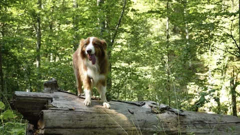 Australian Shepherd posing on a fallen tree in Kopaonik forest, Serbia. Dog Stock Footage 343150819