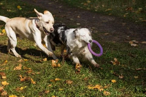 Australian shepherd with puller playing with Labrador in autumn forest Foto stock