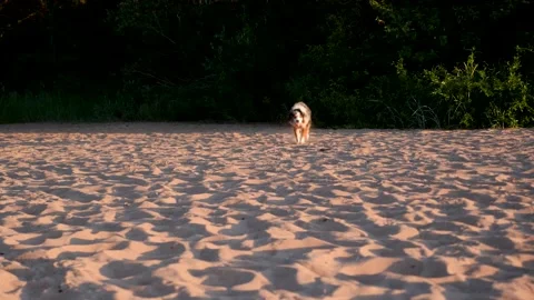An Australian Shepherd quickly runs through the sand on camera in slow motion. Stock Footage 204984488