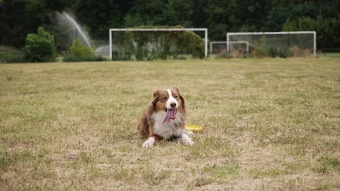 Australian Shepherd Relaxing on Back Beside Yellow Frisbee Outdoors Stock Footage 343247084