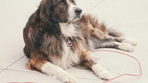 Australian shepherd relaxing Stock Footage 74800205