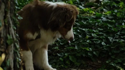 Australian Shepherd resting on green forest ground, relaxed and calm among Stock Footage 327231821