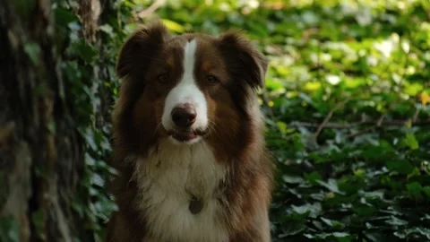 Australian Shepherd resting on green forest ground, relaxed and calm among Stock Footage 327231924