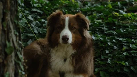 Australian Shepherd resting on green forest ground, relaxed and calm among Stock Footage 327232035