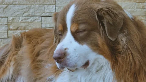 Australian shepherd, resting, waiting for the owner, bored at home Stock Footage 161122453
