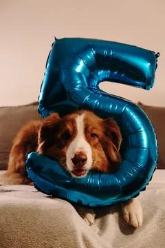 Australian Shepherd rests inside a blue number five balloon at home. Playful Foto stock