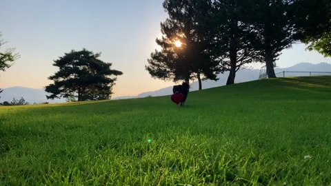 Australian Shepherd Retrieving Red Frisbee at Sunset Stock Footage 344029789