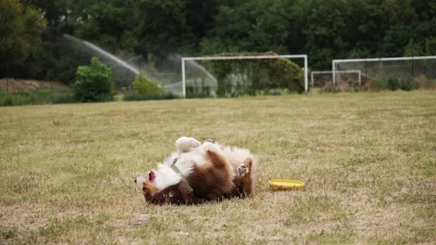 Australian Shepherd Rolls on Back Beside Yellow Frisbee After Play Stock Footage 343246796