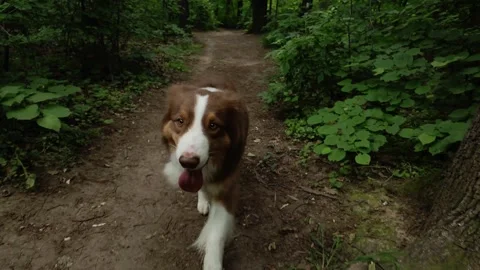Australian shepherd running toward the camera along a forest path, front view in Stock Footage 327234069