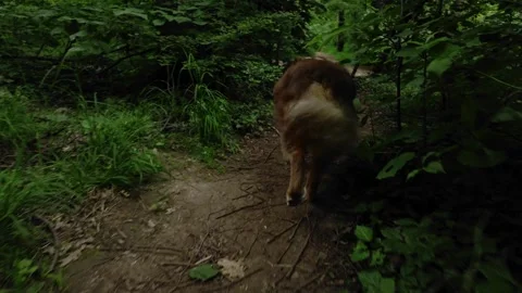 An Australian Shepherd runs along a forest path, rear view in motion. The dog Stock Footage 327233553