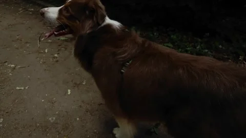 Australian Shepherd runs along a path in a green spring or summer park. Dynamic Stock Footage 327232540