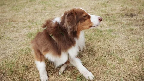 Australian Shepherd Scratches Neck While Sitting on Dry Grass Video stock 343246098