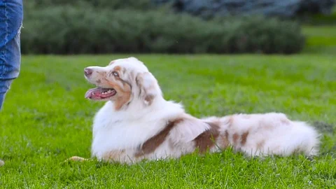 Australian shepherd shows tricks Stock Footage 91039038