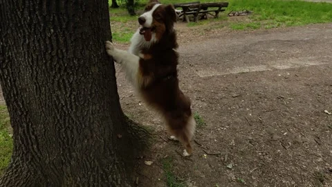 Australian Shepherd sits on dirt path in green park. Dog then runs toward a tree Stock Footage 327232385