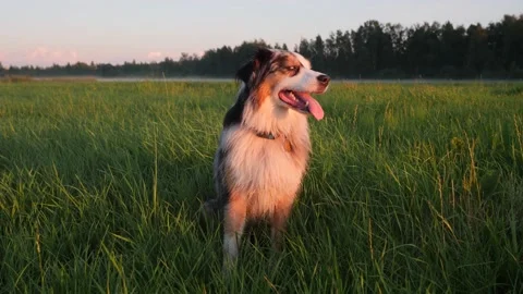 An Australian shepherd is sitting in a field at sunset. Green grass around and Stock Footage 204984576