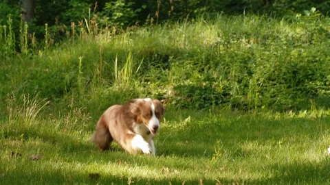 Australian Shepherd sitting on green grass in a park, then happily running Stock Footage 327231271